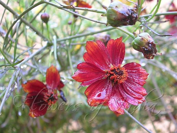 Chocolate Cosmos